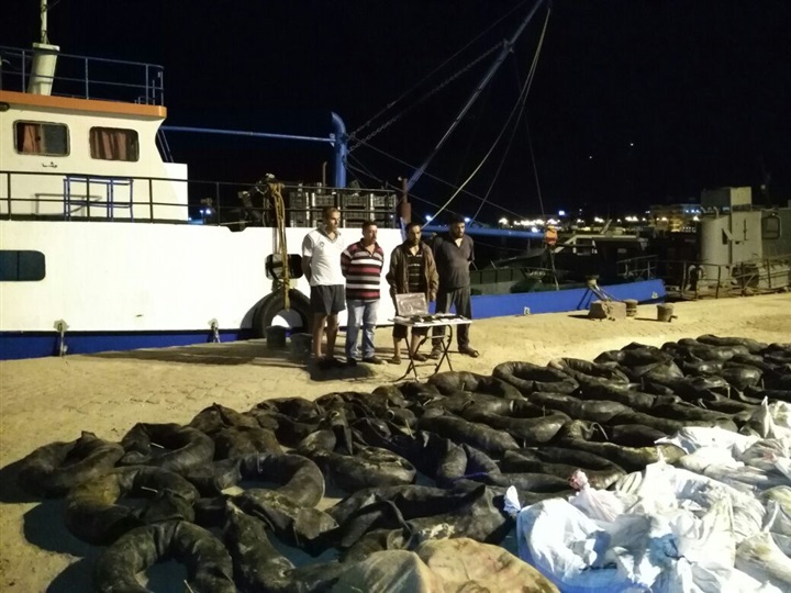 القوات البحرية تحبط محاولة لتهريب طن و600 كجم من مخدر الحشيش