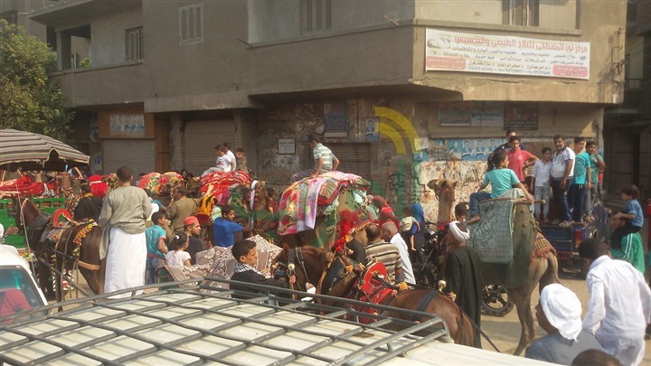 بالصور.. أهالى الخانكة ينظمون مسيرة بالجمال لحضور مولد السيد البدوى