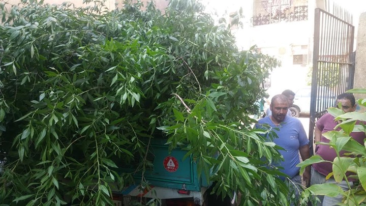 بالصور.. حملة لزراعة 500 شجرة بمحيط مدارس شبرا الخيمة