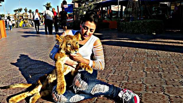 مشجعة الزمالك الاشهر.. فنانه وحفيدة مروضي أسود