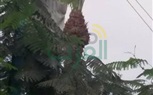بالصور.. صيانة وإنارة أعمدة الكهرباء بـ