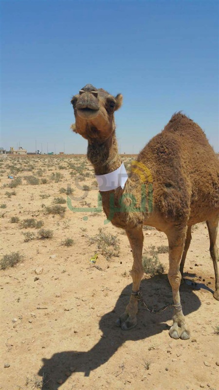 محافــــظ مطــــروح :البدء فى وضع 1000 علامة فوسفورية على الإبل تفادياً لوقوع الحوادث على الطرق 