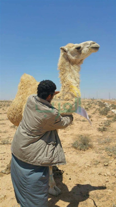 محافــــظ مطــــروح :البدء فى وضع 1000 علامة فوسفورية على الإبل تفادياً لوقوع الحوادث على الطرق 