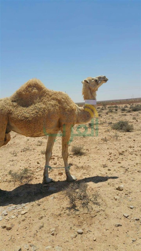 محافــــظ مطــــروح :البدء فى وضع 1000 علامة فوسفورية على الإبل تفادياً لوقوع الحوادث على الطرق 