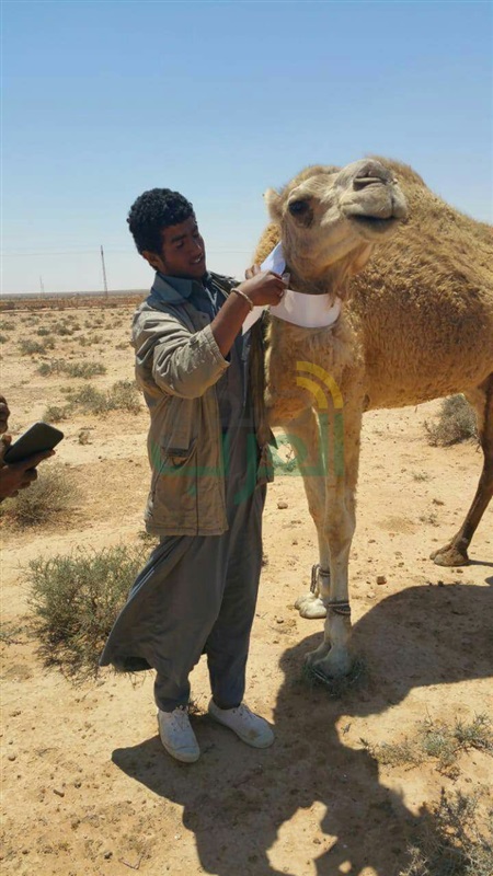 محافــــظ مطــــروح :البدء فى وضع 1000 علامة فوسفورية على الإبل تفادياً لوقوع الحوادث على الطرق 