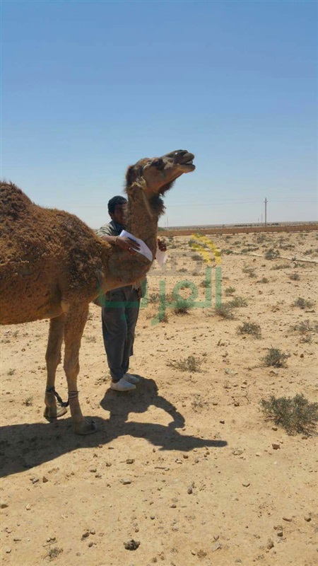 محافــــظ مطــــروح :البدء فى وضع 1000 علامة فوسفورية على الإبل تفادياً لوقوع الحوادث على الطرق 