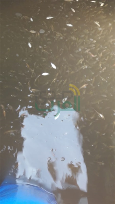 بحيرة عرب العليقات تستقبل الدفعة الرابعة من زريعة أسماك البلطى