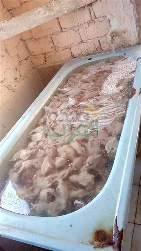 بالصور.. ضبط 4.5 طن لحوم ودواجن "فاسدة" قبل بيعها بالأسواق بكفر الشيخ
