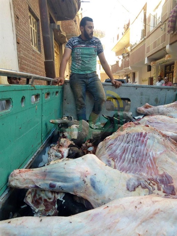 بالصور.. ضبط طن و800 كيلو لحوم مذبوحة خارج المجارز الحكومية بكفر الشيخ