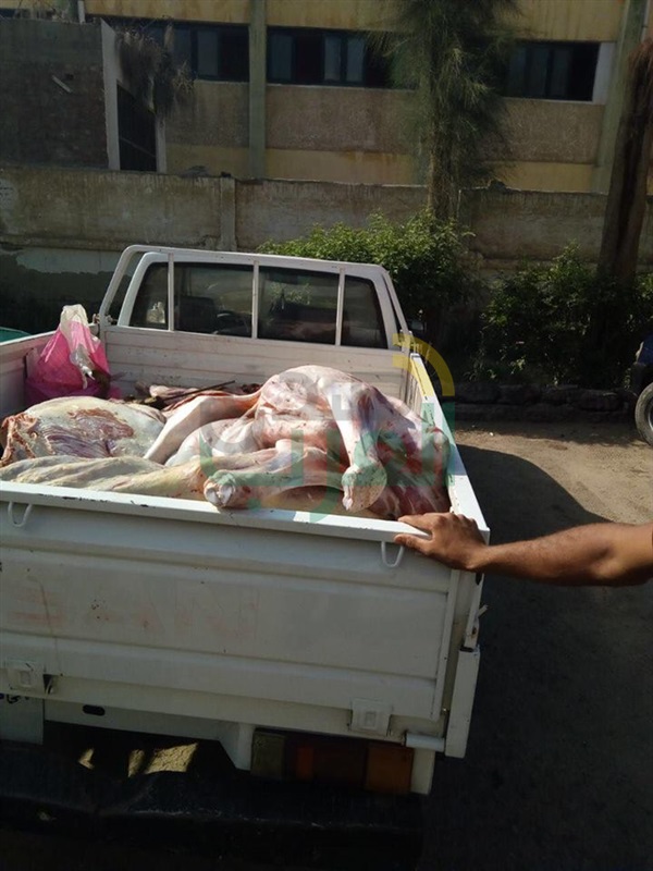بالصور.. ضبط طن و800 كيلو لحوم مذبوحة خارج المجارز الحكومية بكفر الشيخ