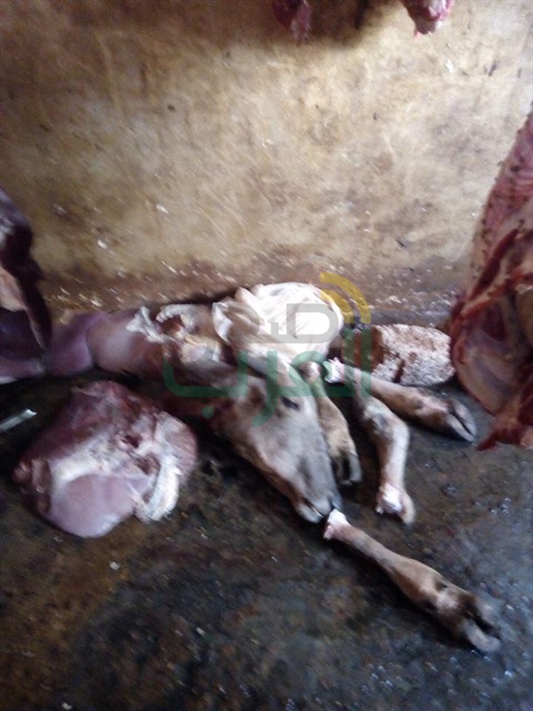 بالصور.. ضبط طن و800 كيلو لحوم مذبوحة خارج المجارز الحكومية بكفر الشيخ