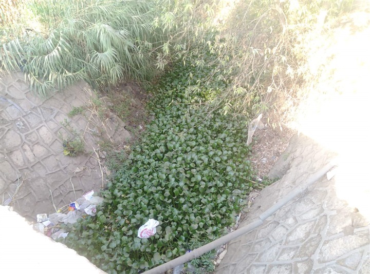 العثور على ثعابين ضخمة فى قرى بنها   