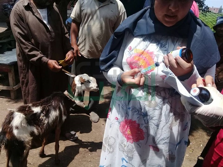 قافلة بيطرية مجانية لعلاج الحيوانات والطيور المنزلية بكفر الشيخ