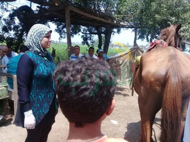 قافلة بيطرية مجانية لعلاج الحيوانات والطيور المنزلية بكفر الشيخ