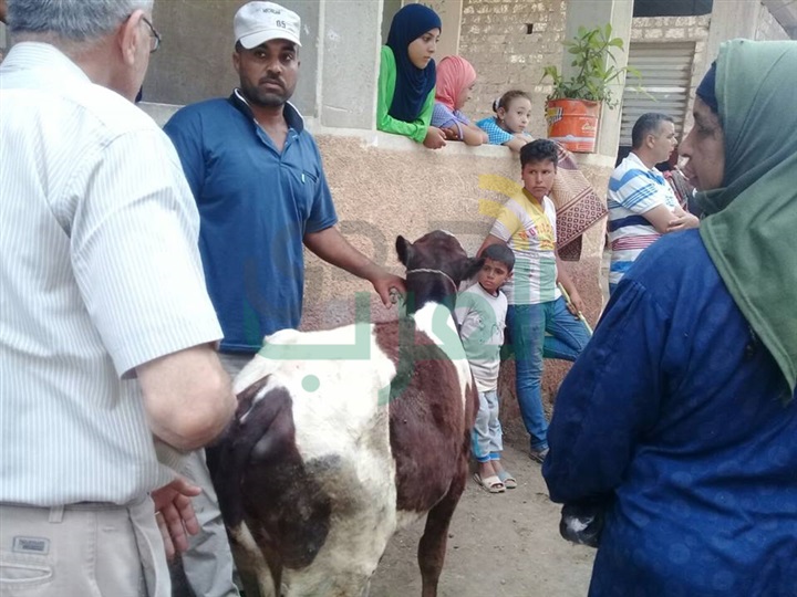قافلة بيطرية مجانية لعلاج الحيوانات والطيور المنزلية بكفر الشيخ