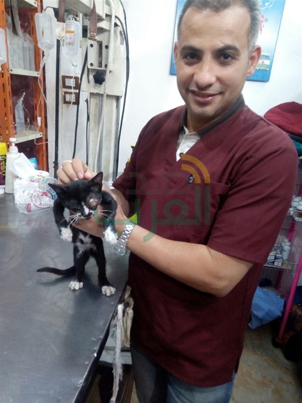 بالصور.. فريق بيطري ينجح في استئصال عين "قط" بكفر الشيخ