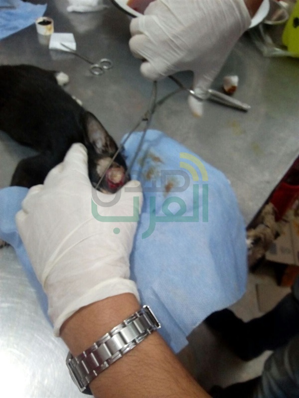 بالصور.. فريق بيطري ينجح في استئصال عين "قط" بكفر الشيخ