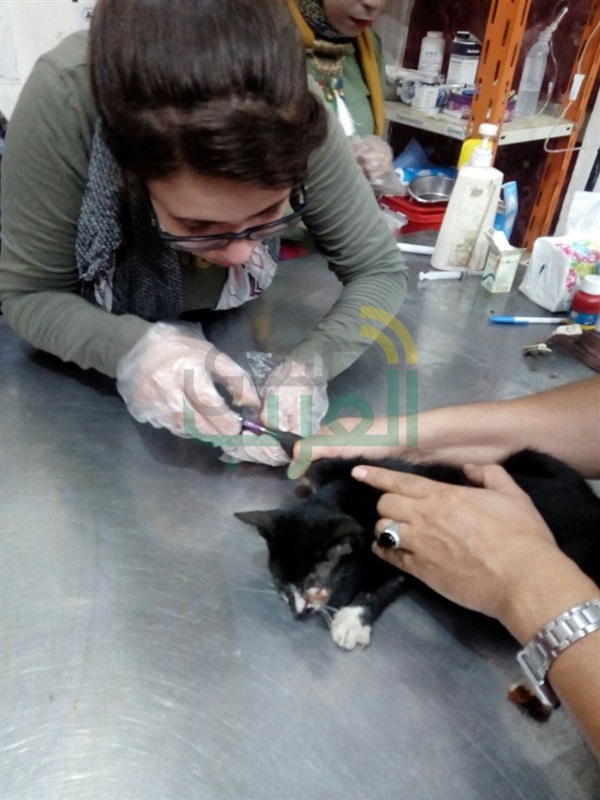 بالصور.. فريق بيطري ينجح في استئصال عين "قط" بكفر الشيخ