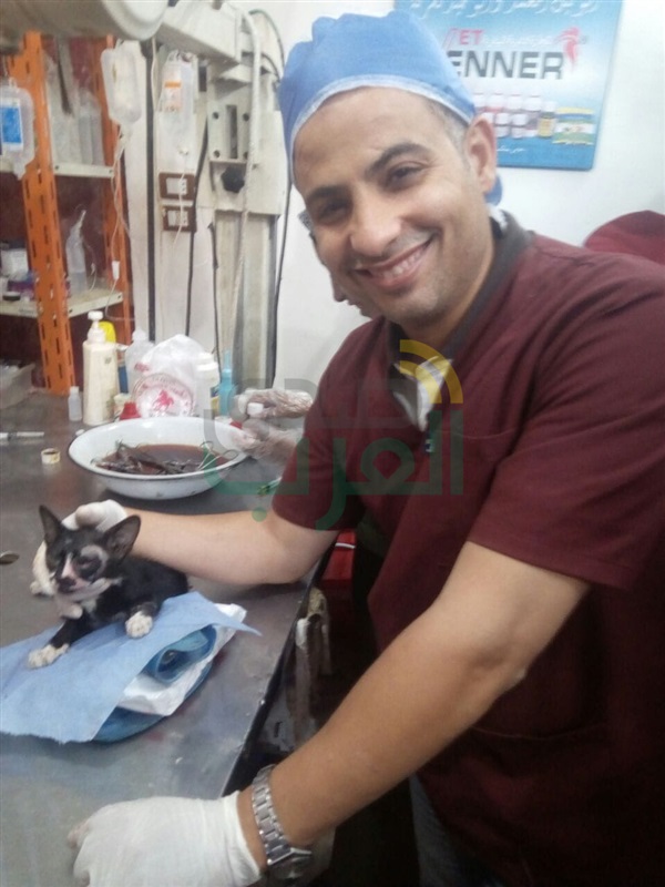 بالصور.. فريق بيطري ينجح في استئصال عين "قط" بكفر الشيخ