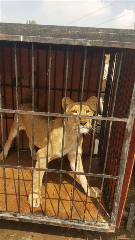 ضبط 5 أسود إفريقية بمنطقة أبو زعبل بالخانكة