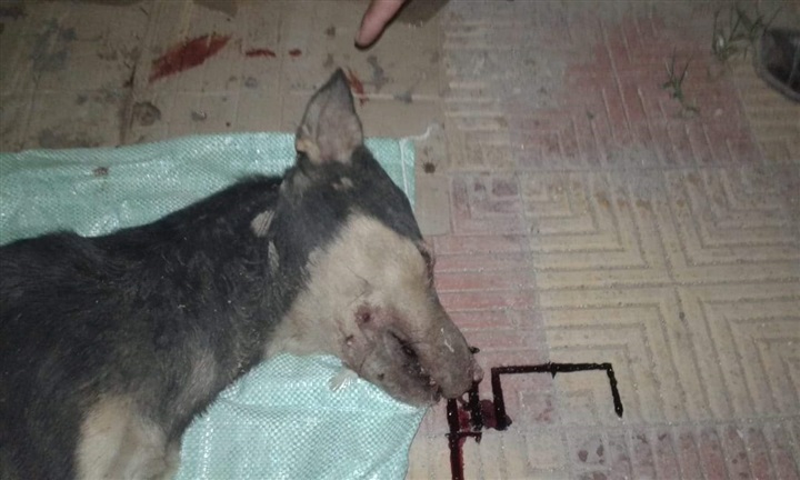 شاهد.. "سلعوة" تهجم على طلاب مدرسة بعزبة الأبيض في الخانكة  "صور"