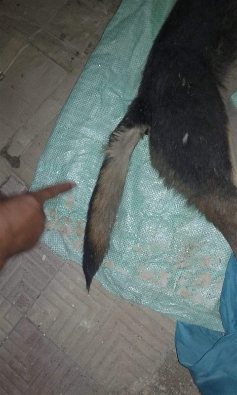 شاهد.. "سلعوة" تهجم على طلاب مدرسة بعزبة الأبيض في الخانكة  "صور"