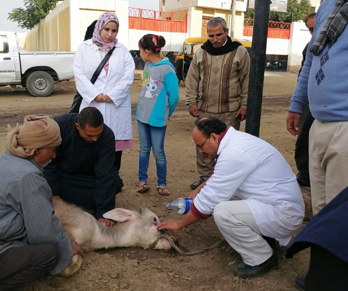 قوافل بيطرية علاجية إرشادية بالشرقية لزيادة إنتاجية الثروة الحيوانية