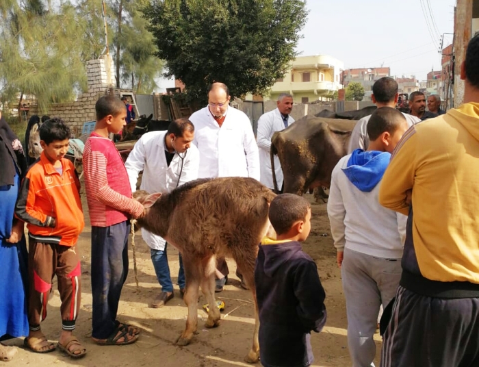 قوافل بيطرية علاجية إرشادية بالشرقية لزيادة إنتاجية الثروة الحيوانية