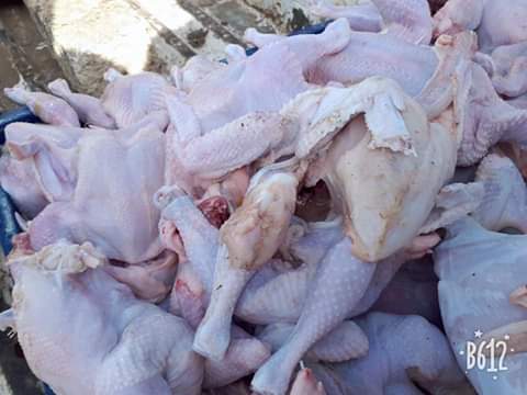 بالصور.. ضبط 3 أطنان دواجن وهياكل غير صالحة للاستهلاك الآدمي في بيلا بكفر الشيخ