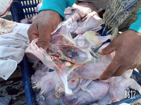 بالصور.. ضبط 3 أطنان دواجن وهياكل غير صالحة للاستهلاك الآدمي في بيلا بكفر الشيخ