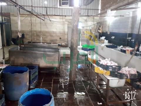 بالصور.. ضبط 3 أطنان دواجن وهياكل غير صالحة للاستهلاك الآدمي في بيلا بكفر الشيخ