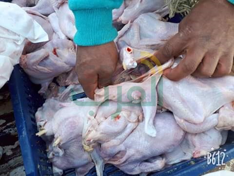 بالصور.. ضبط 3 أطنان دواجن وهياكل غير صالحة للاستهلاك الآدمي في بيلا بكفر الشيخ