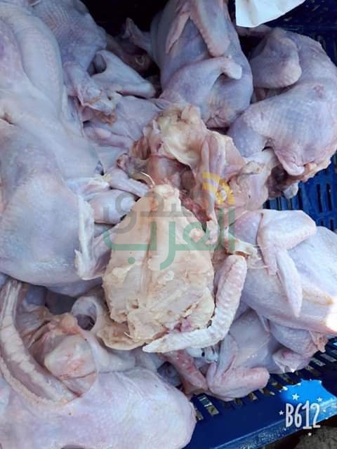 بالصور.. ضبط 3 أطنان دواجن وهياكل غير صالحة للاستهلاك الآدمي في بيلا بكفر الشيخ