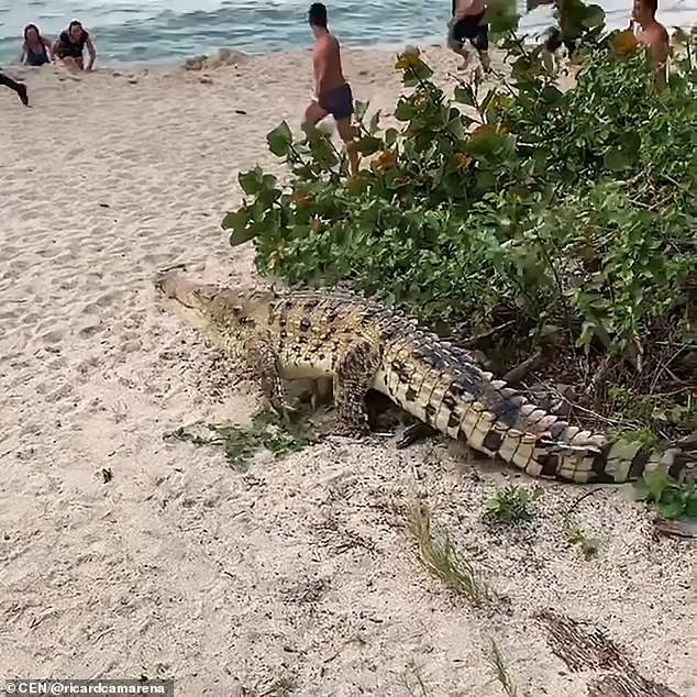 تمساح يفاجئ السياح على شاطئ "سانتا مارا" بكولومبيا 
