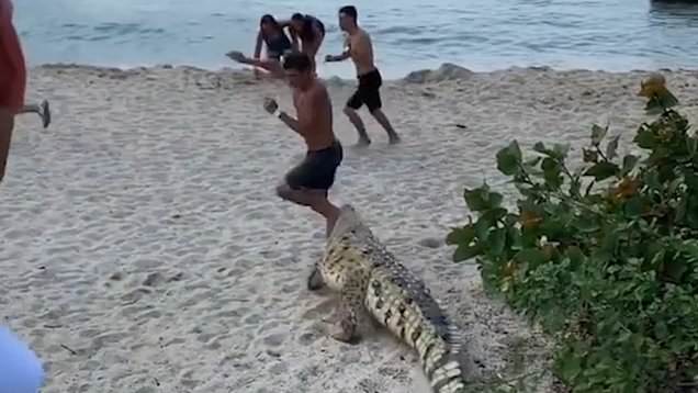 تمساح يفاجئ السياح على شاطئ "سانتا مارا" بكولومبيا 