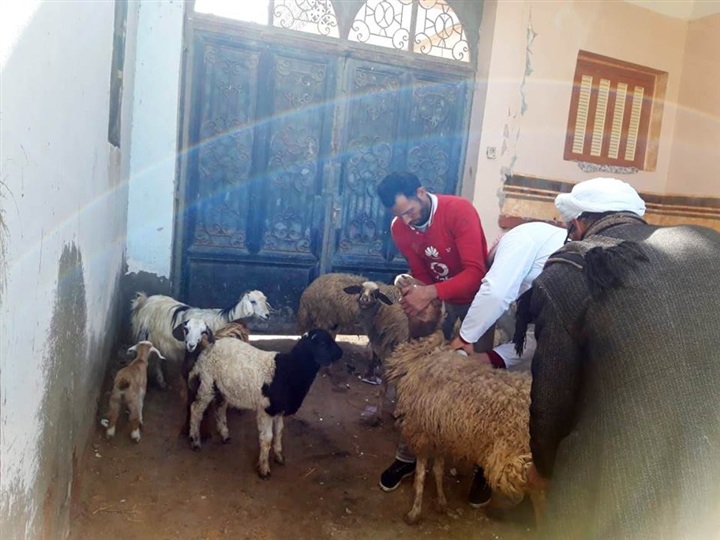 تحصين (74 ألف و 48 رأس ماشية)  ضد أمراض الحمى القلاعية وحمى الوادي المتصدع بالشرقية 