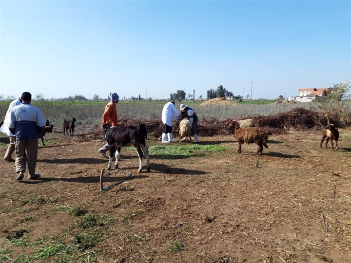 تحصين (74 ألف و 48 رأس ماشية)  ضد أمراض الحمى القلاعية وحمى الوادي المتصدع بالشرقية 