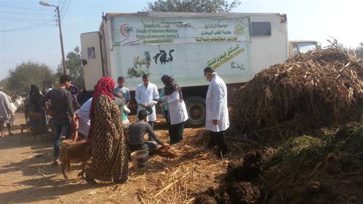 تحصين (74 ألف و 48 رأس ماشية) ضد أمراض الحمى القلاعية وحمى الوادي المتصدع بالشرقية تحصين (74 ألف و 48 رأس ماشية) ضد أمراض الحمى القلاعية وحمى الوادي المتصدع بالشرقية