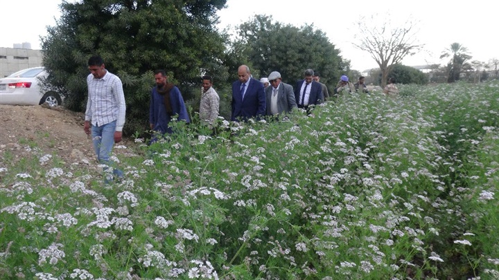 رئيس جامعة المنيا يتفقد أراضي مركز النباتات الطبية والعطرية