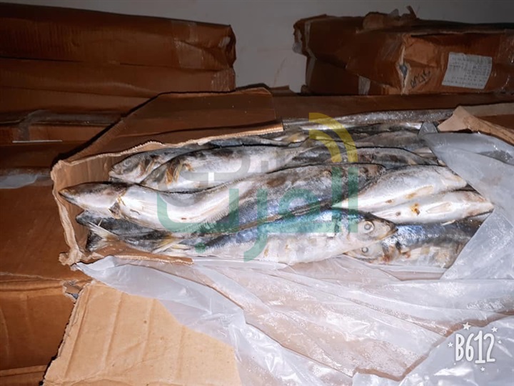 بالصور.."بيطري كفر الشيخ" يضبط 763 كيلو أسماك مجمدة غير صالحة للاستهلاك الآدمي