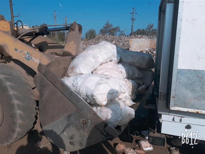 بالصور.. إعدام طن دواجن و1530 دجاجة غير صالحة للاستهلاك الآدمي في بيلا