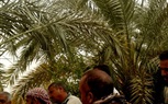 بالصور.. المعمل المركزي للنخيل ينظم يوم حقل بالواحات البحرية 
