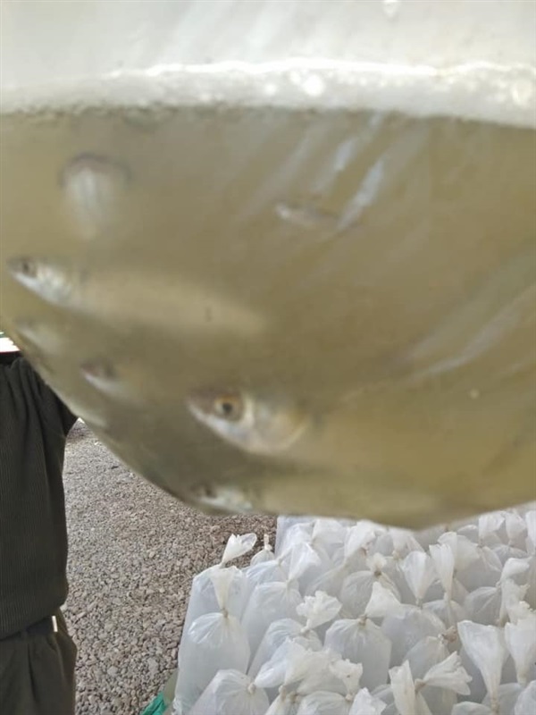 بالصور.. ضبط 30 ألف وحدة زريعة أسماك مهربة بكفر الشيخ