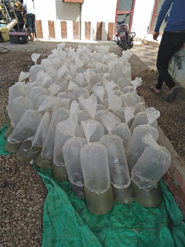 بالصور.. ضبط 30 ألف وحدة زريعة أسماك مهربة بكفر الشيخ