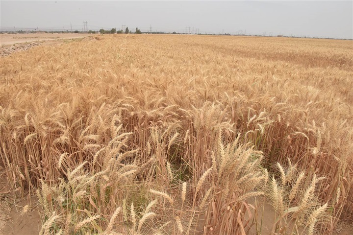 محافظ أسيوط يتفقد 1100 فدان أراضي استصلاح زراعي بالقوصية ويؤكد أهمية الاستفادة من التجارب الناجحة