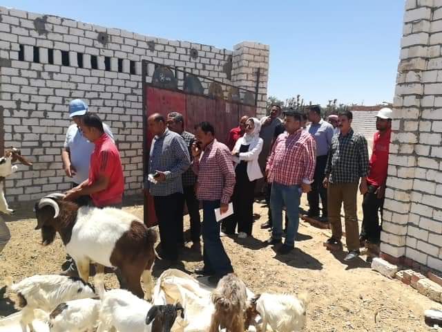 محافظ الوادى الجديد يتفقد مشروع تربية الماعز بالراشدة 