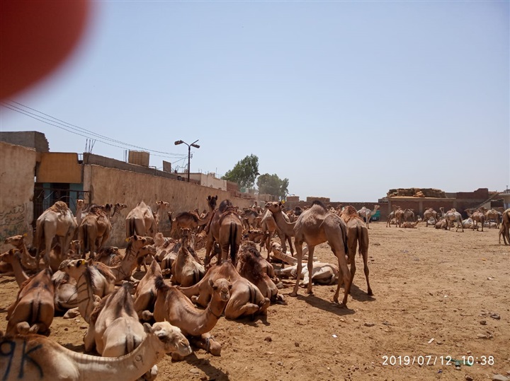 بالصور.. "الزراعة " تتابع سوق الجمال في برقاش بمحافظة الجيزة 
