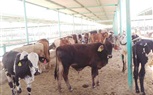 محافظ البحيرة يعلن عن فتح باب الحجز أمام المواطنين بمشروع عاداة للثروة الحيوانية لشراء أضاحى العيد 