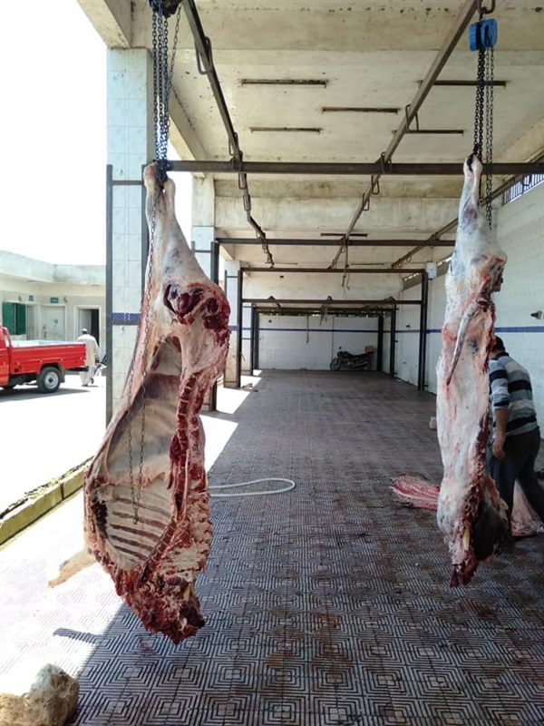 بالصور.. إعدام عجل جاموس 300 كجم لإصابته بالديدان في الحامول بكفر الشيخ
