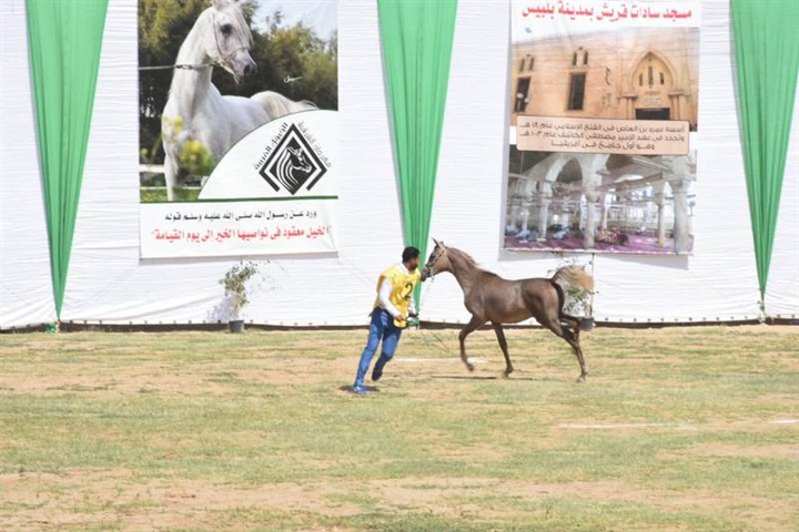 محافظ الشرقية يسلم دروع التميز للفائزين في مسابقة جمال الخيول العربية المسجلة 